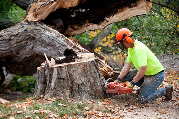 Tree Removal